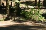Click to see IMG_0799.JPG