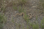 Click to see IMG_3044.JPG