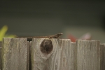 Click to see IMG_1182.JPG