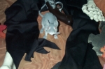 Click to see DCP_5406.JPG
