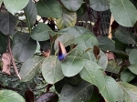 Click to see IMG_0419.JPG