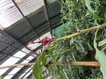 Click to see IMG_0422.JPG