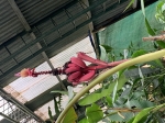 Click to see IMG_0423.JPG