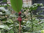 Click to see IMG_0426.JPG