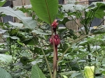 Click to see IMG_0427.JPG