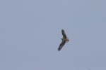 Click to see CRW_9027.jpg
