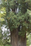 Click to see CRW_9112.jpg