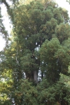 Click to see CRW_9114.jpg