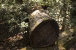 Click to see CRW_9136.jpg