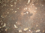 Click to see IMG_0344.JPG