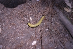 Click to see IMG_8870.JPG