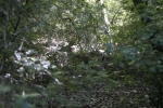 Click to see IMG_8878.JPG