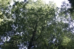 Click to see IMG_8885.JPG