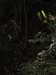 Click to see dcp_0042.jpg