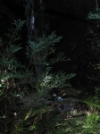 Click to see dcp_0075.jpg