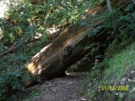 Click to see 100_0831.JPG