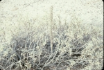 Click to see R33s035.jpg