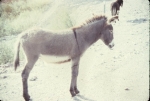 Click to see R33s077.jpg