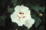 Click to see R42s047.jpg