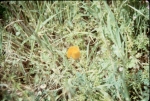 Click to see R43s033.jpg